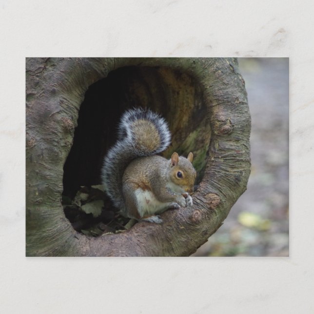 Squirrel Postcard (Front)
