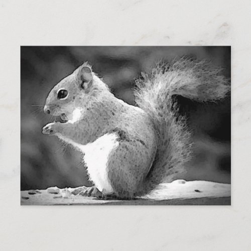 Squirrel Postcard