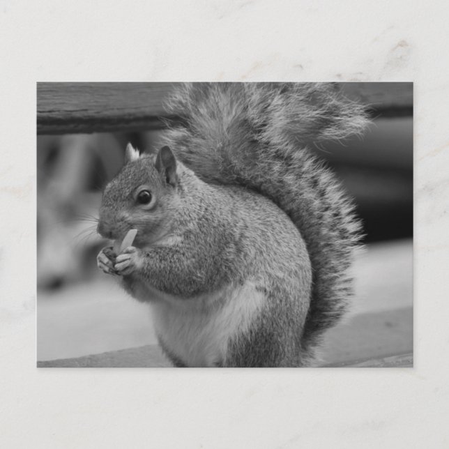 Squirrel Postcard (Front)