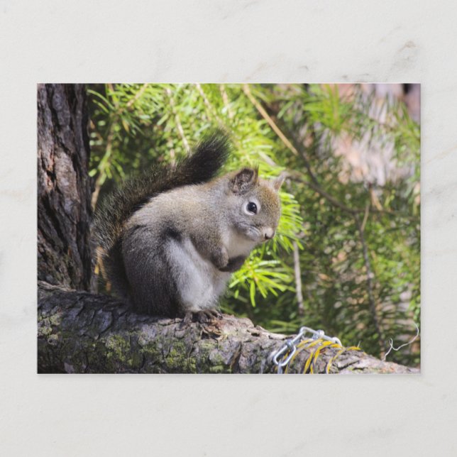 Squirrel Postcard (Front)