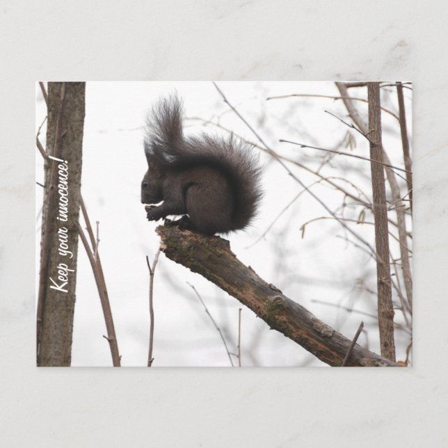 Squirrel Postcard (Front)