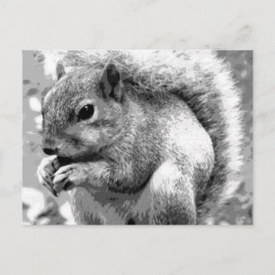 Squirrel Postcard