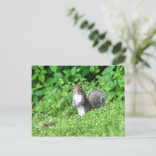Squirrel Postcard