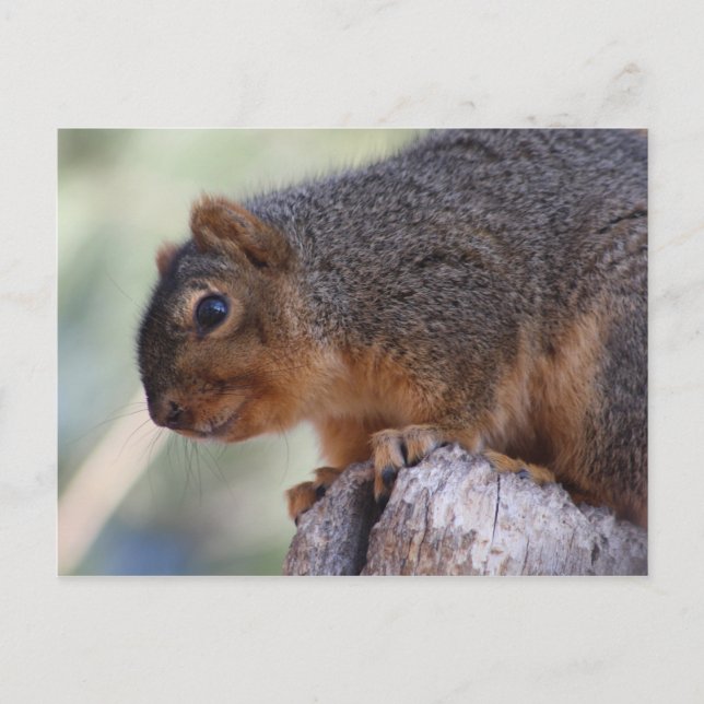 Squirrel postcard (Front)