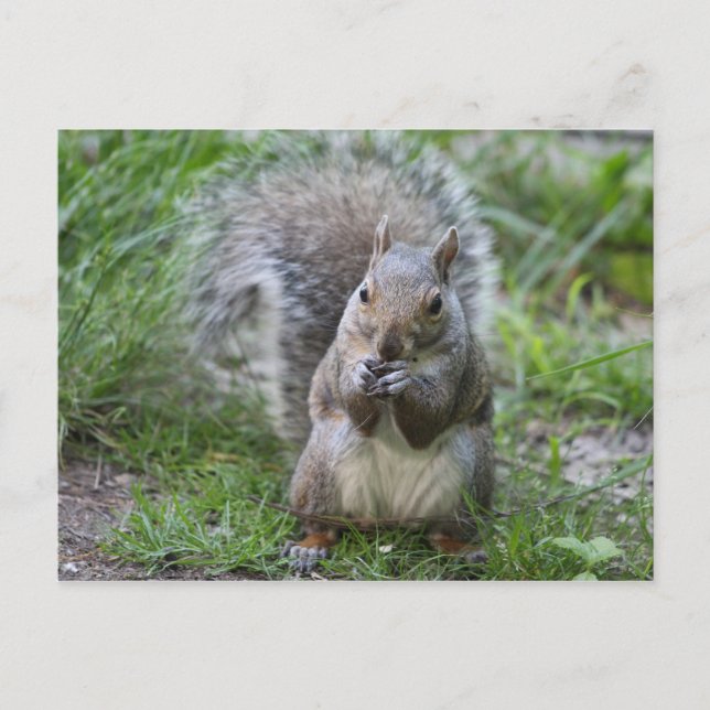 Squirrel postcard (Front)