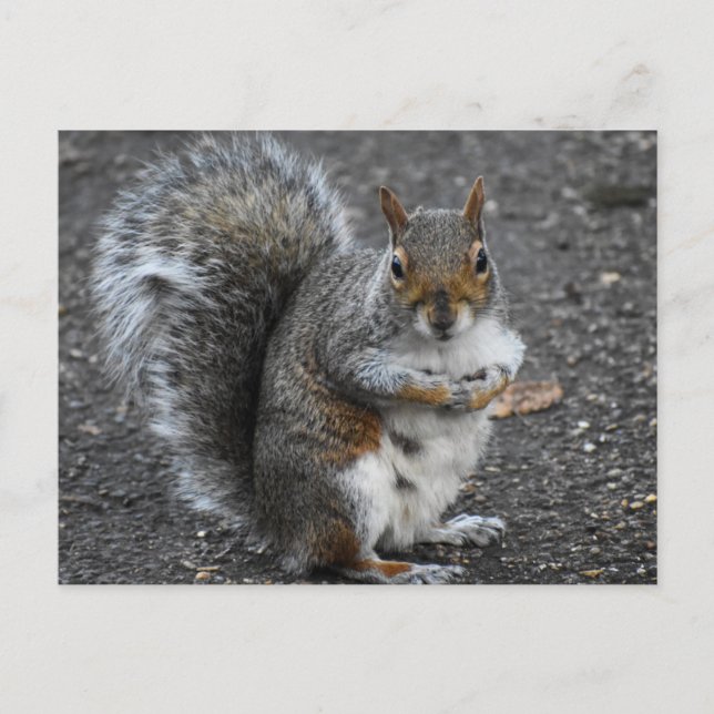 Squirrel  postcard (Front)