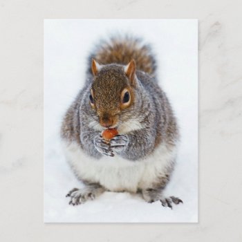 Squirrel Postcard by MissMatching at Zazzle