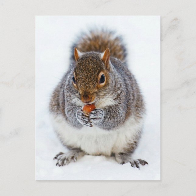 Squirrel Postcard (Front)