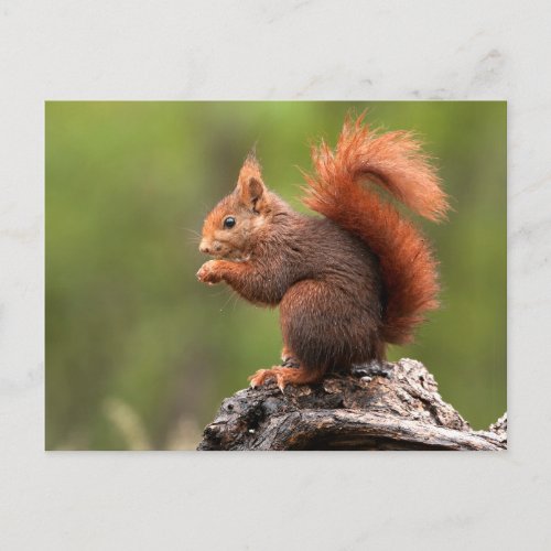 Squirrel Postcard