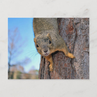 Squirrel! Postcard