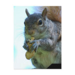 Squirrel Postcard
