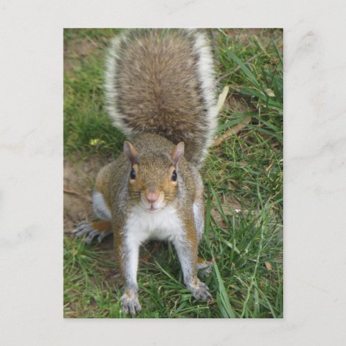 Squirrel Postcard