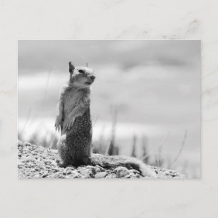 Squirrel Postcard
