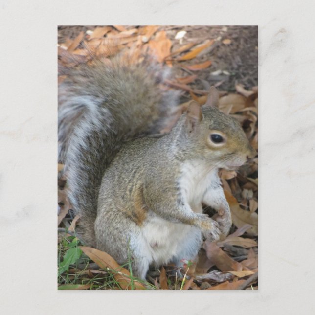 Squirrel Postcard (Front)