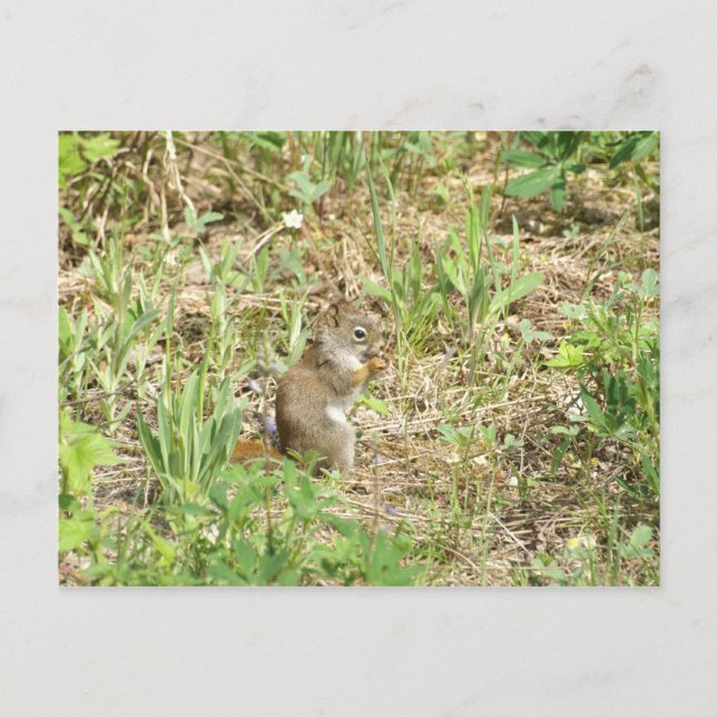 Squirrel Postcard (Front)