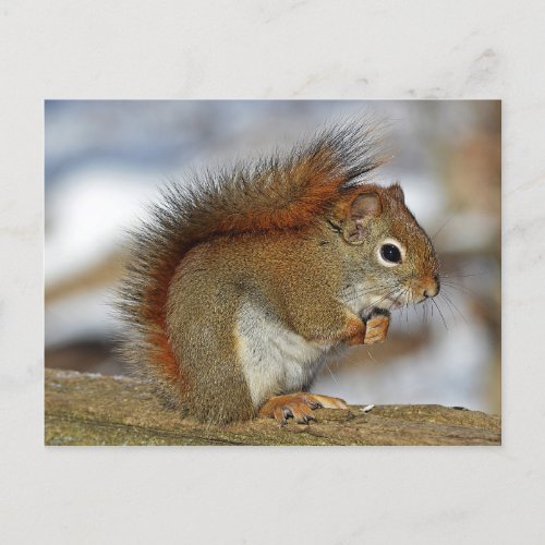 Squirrel Postcard