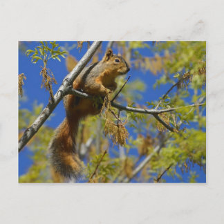 Squirrel Postcard