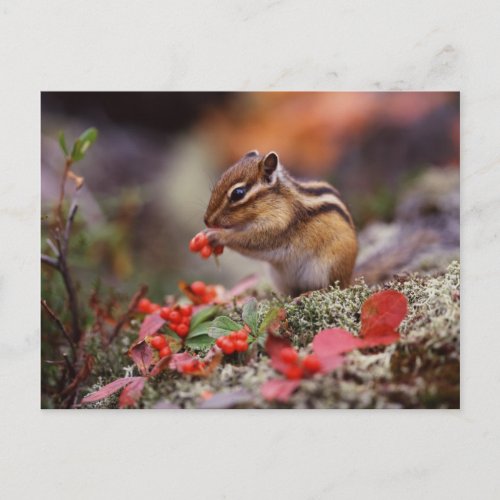 Squirrel Postcard