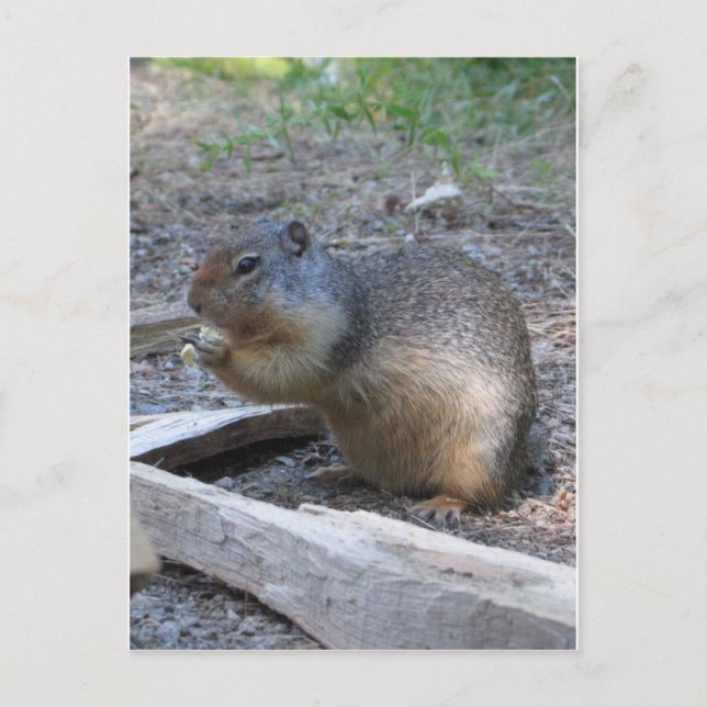 squirrel postcard (Front)