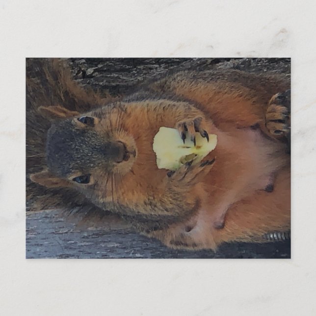 Squirrel Postcard (Front)