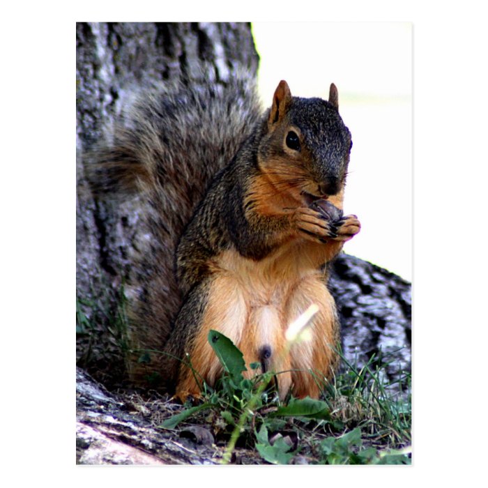 Squirrel Postcards