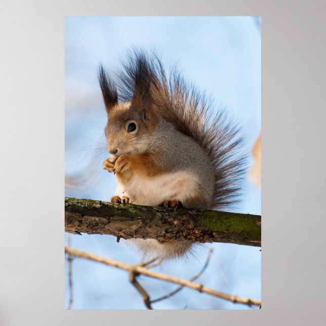 Squirrel Poster (Front)