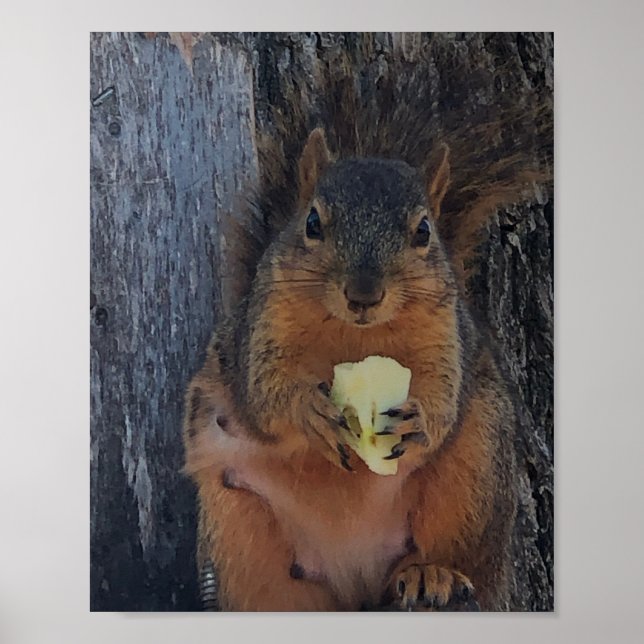 Squirrel Poster (Front)