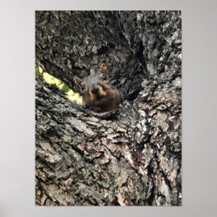 Squirrel Poster