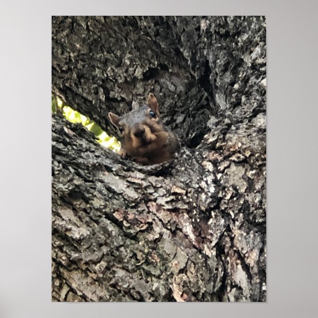 Squirrel Poster (Front)