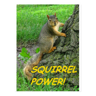 Image result for squirrel power