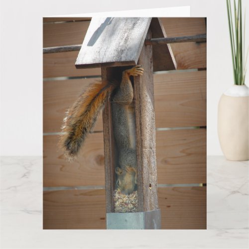 Squirrel Raiding Bird Feeder Card