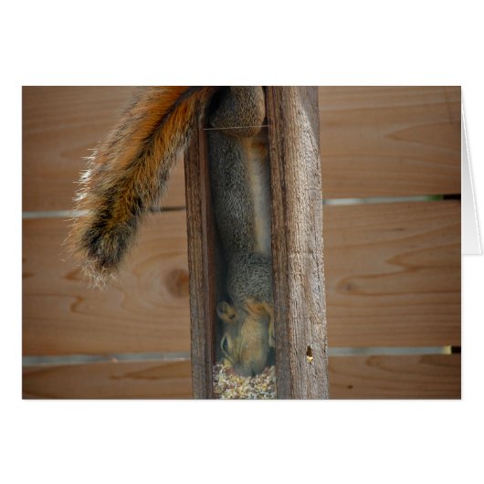 Squirrel Raiding Bird Feeder Cards (Front Horizontal)