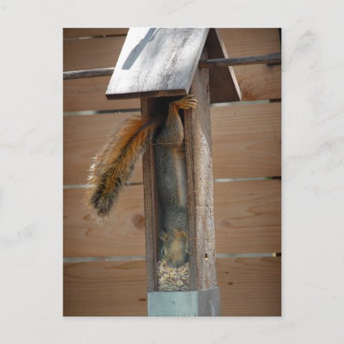 Squirrel Raiding Bird Feeder Postcard