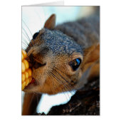 Squirrel Reaching (Front)