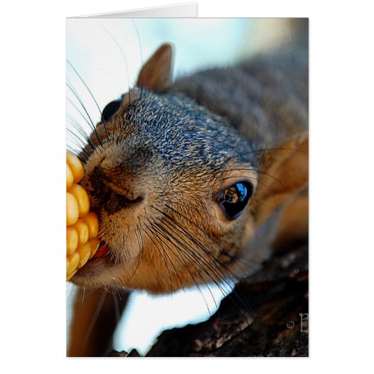 Squirrel Reaching (Front)