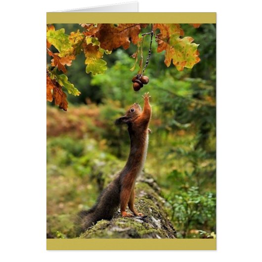 Squirrel Reaching For Acorns On A Fall Day Cards (Front)