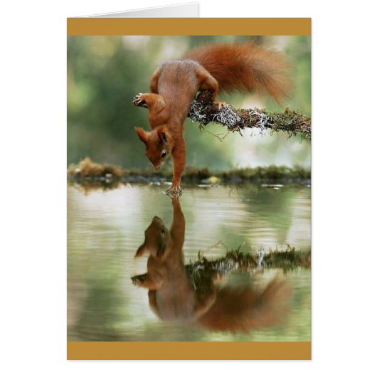Squirrel Reaching Out to Reflection Cards (Front)