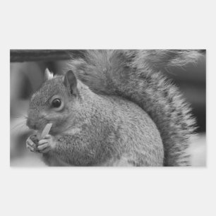Squirrel Rectangular Sticker