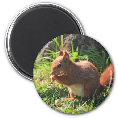 Squirrel red beautiful photo fridge magnet