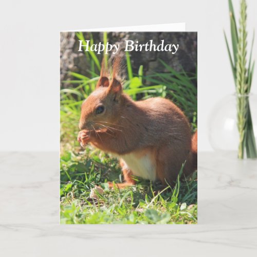 Squirrel red beautiful photo happy birthday card