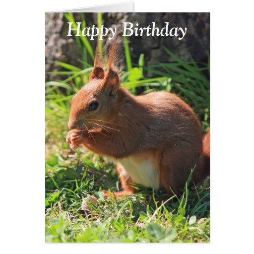 Squirrel red beautiful photo happy birthday card | Zazzle