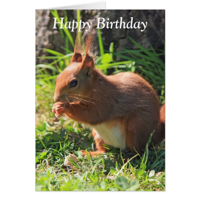 Squirrel red beautiful photo happy birthday card