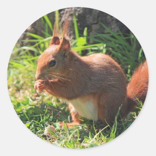 Squirrel red beautiful photo sticker  stickers