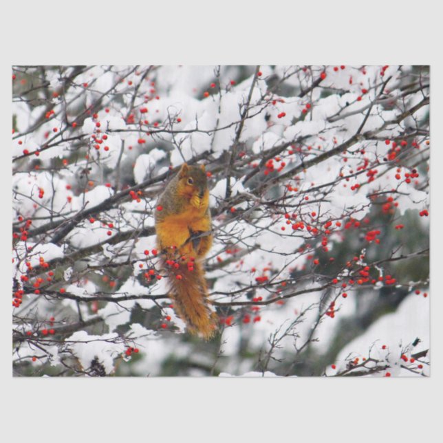 Squirrel Red Berries Snow Tree Photo Tissue Paper (Front)