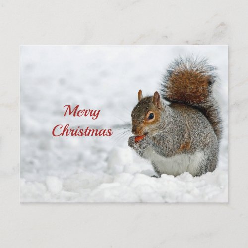 Squirrel Red Berry Snow Photo Christmas Postcard