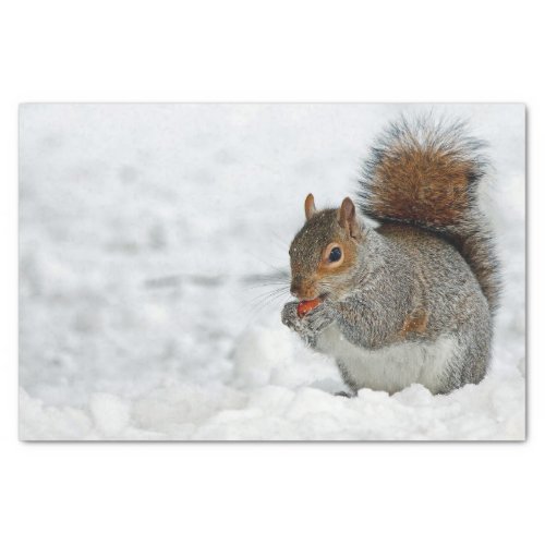 Squirrel Red Berry Snow Photo Tissue Paper