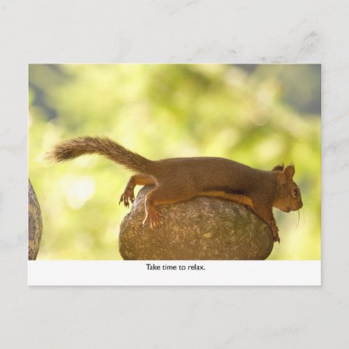 Squirrel Relaxing Postcard