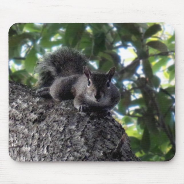Squirrel Resting in a Tree Mouse Pad (Front)