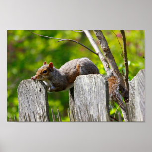 Squirrel Resting on Top of a Fence Poster