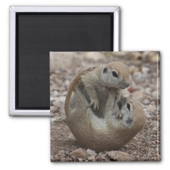 Squirrel Rumble Magnet by poozybear at Zazzle